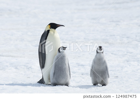 Emperor Penguin with two chicks in Antarctica Emperor Penguin with two chicks in Antarctica 124987475