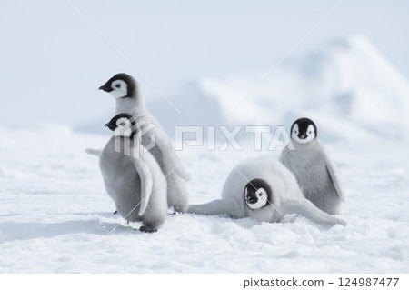 Emperor Penguin chicks, grouped together looking in different directions. Snow Hill Emperor Penguin Colony, Antarctica 124987477