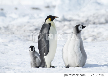 Emperor Penguin with three chicks in Antarctica Emperor Penguin with three chicks in Antarctica 124987480