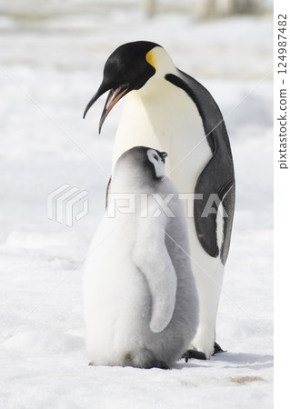 An Emperor Penguin with chick at the Emperor Penguin Colony at Snow Hill, Weddell Sea, Antarctica. October 2018. An Emperor Penguin with chick at the Emperor Penguin Colony at Snow Hill, Weddell Sea, Antarctica. October 2018. 124987482