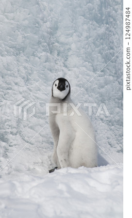 Emperor Penguin chick in Antarctica Emperor Penguin chick in Antarctica 124987484