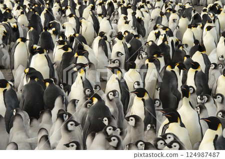 Colony of emperor penguins at Snow Hill Island, Weddell Sea, Antarctica, Polar Regions Colony of emperor penguins at Snow Hill Island, Weddell Sea, Antarctica, Polar Regions 124987487