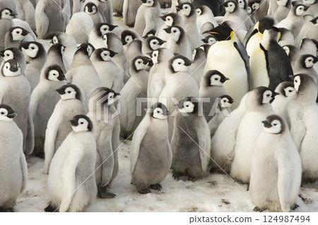 Colony of emperor penguins at Snow Hill Island, Weddell Sea, Antarctica, Polar Regions 124987494