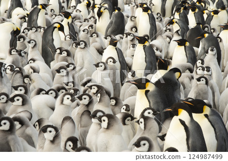 Colony of emperor penguins at Snow Hill Island, Weddell Sea, Antarctica, Polar Regions 124987499