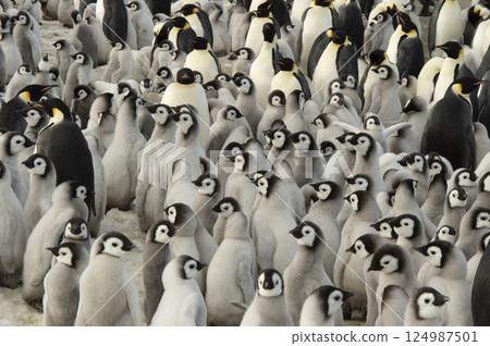 Colony of emperor penguins at Snow Hill Island, Weddell Sea, Antarctica, Polar Regions Colony of emperor penguins at Snow Hill Island, Weddell Sea, Antarctica, Polar Regions 124987501
