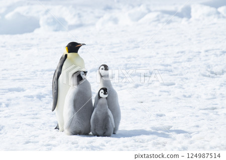 Emperor Penguin with three chicks in Antarctica  124987514