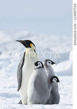Emperor Penguin with three chicks in Antarctica Emperor Penguin with three chicks in Antarctica 124987520
