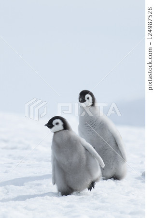 Two Emperor Penguins chicks in Antarctica Two Emperor Penguins chicks in Antarctica 124987528