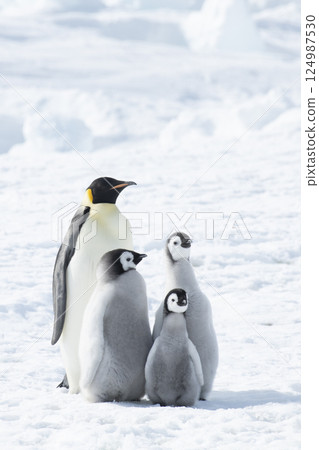 Emperor Penguin with three chicks in Antarctica  124987530