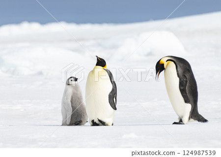 Emperor Penguin with chick in Antarctica  124987539