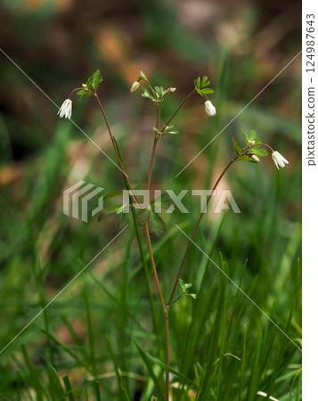 草原上盛開的白色小山柳菊花 124987643