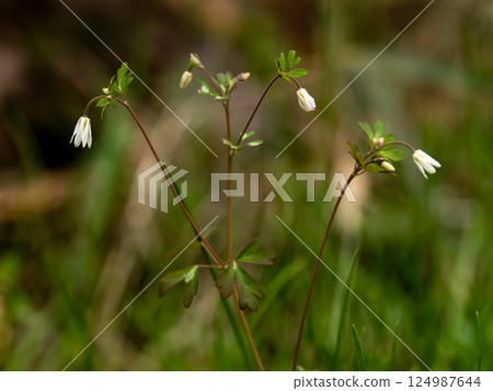 草原上盛開的白色小山柳菊花 草原上盛開的白色小山柳菊花 124987644
