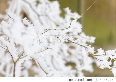 樹枝上的霜 124987748