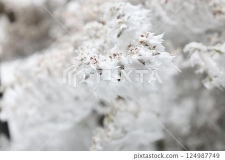 樹枝上的霜 樹枝上的霜 124987749