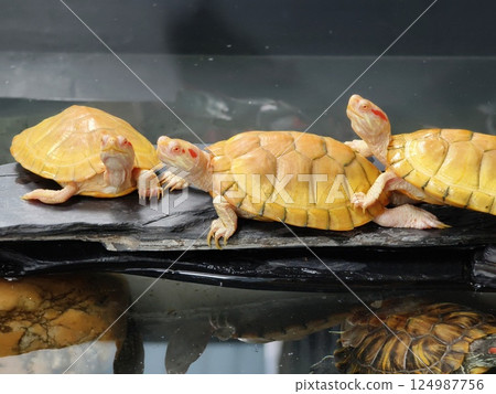 A cute turtle enjoys its time at the wonderful aquatic habitat environment around it A cute turtle enjoys its time at the wonderful aquatic habitat environment around it 124987756