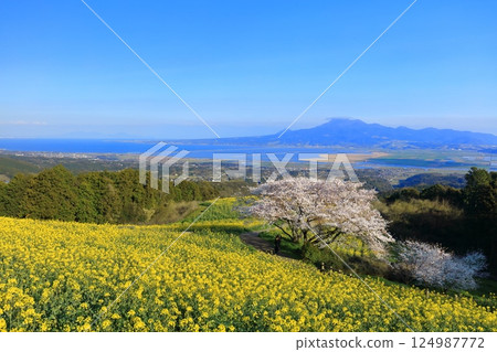 [Nagasaki Prefecture] Cherry blossoms and rapeseed fields in full bloom on a clear day at Shirakimine Plateau 124987772