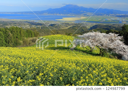 【長崎縣】白山高原的櫻花與油菜花在晴朗的日子裡盛開 124987799