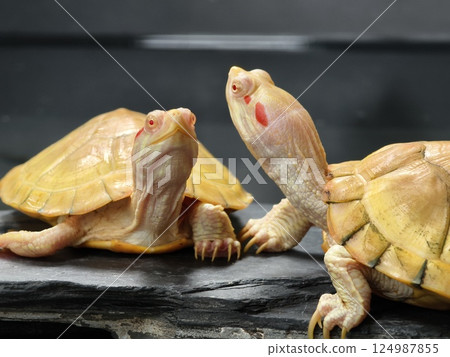 A cute turtle enjoys its time at the wonderful aquatic habitat environment around it 124987855