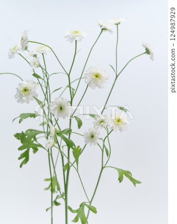 White Matricaria flower [Feverfew] 124987929