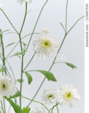 White Matricaria flower [Feverfew] 124987930