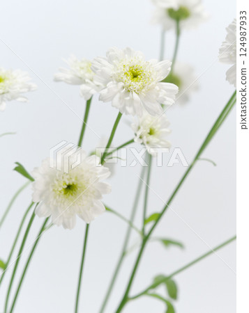 White Matricaria flower [Feverfew] 124987933