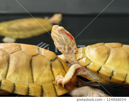 A cute turtle enjoys its time at the wonderful aquatic habitat environment around it 124988054