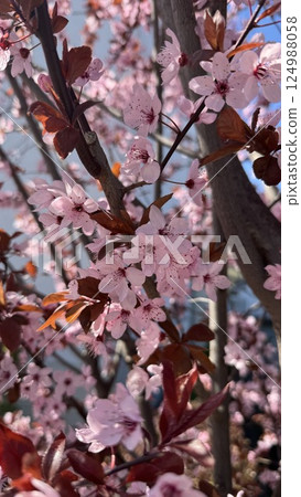 Close-Up of Vibrant Pink Cherry Blossoms in Bloom on a Tree Close-Up of Vibrant Pink Cherry Blossoms in Bloom on a Tree 124988058