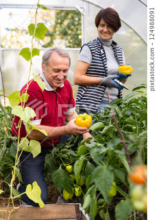Elderly couple gathering bell peppers in box together in garden greenhouse 124988091