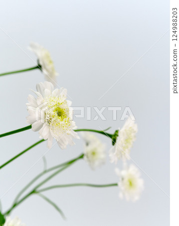 白色母菊花[小白菊] 124988203