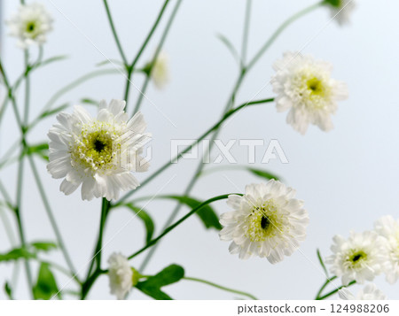 White Matricaria flower [Feverfew] 124988206