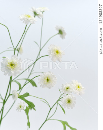 White Matricaria flower [Feverfew] 124988207