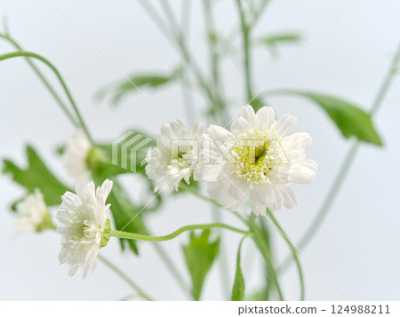 White Matricaria flower [Feverfew] 124988211