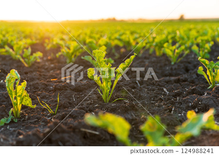Close up green young sugar beet plants. Sugar beet field with sunset sun 124988241