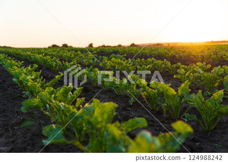 Sugar beet seedlings are growing from the soil. Young sugar beet field with sunset 124988242