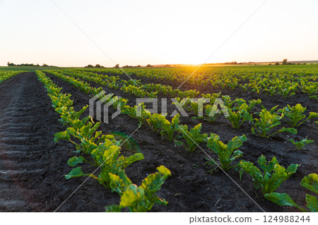 Small sugar beet plants growing in row in cultivated field. Green sugar beet field in early stage 124988244