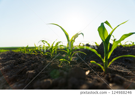 Fresh green sprouts of corn. Growing corn 124988246