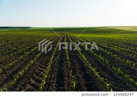 Open corn field at sunset. Corn bean fields in early summer season 124988247