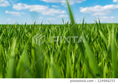Young green wheat. Agricultural scene. Soft focus 124988255