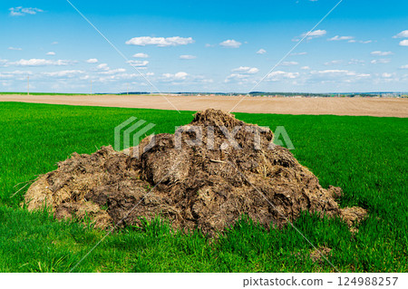 Heap Of Manure On Field. Heap of animal manure. Natural manure from livestock Heap Of Manure On Field. Heap of animal manure. Natural manure from livestock 124988257