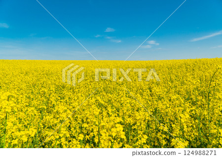 Rape flower field against blue sky. Vivid blue and yellow colors for backgrounds Rape flower field against blue sky. Vivid blue and yellow colors for backgrounds 124988271