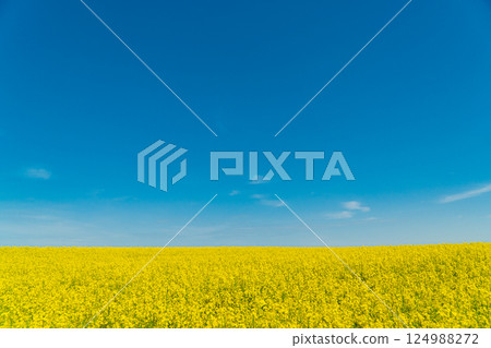 Rape flower field against blue sky. Growing Yellow Rape. Landscape of an agricultural field Rape flower field against blue sky. Growing Yellow Rape. Landscape of an agricultural field 124988272