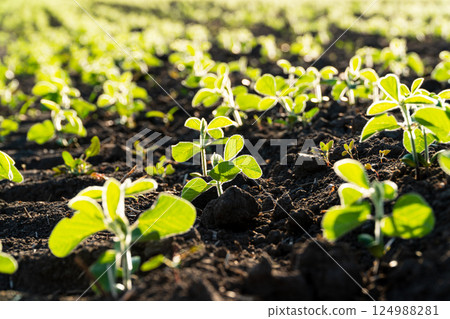 Green soy plants on a field. Soybean grows in black soil. The soybean plant stretches towards the sun. Agricultural soy plantation on sunny day 124988281