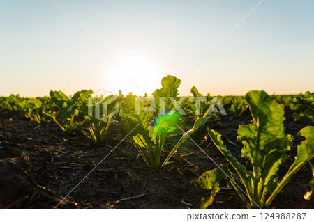 Sugar beet seedling in the agricultural garden with the sunset. Young green sugar beet grows on a field in black soil 124988287