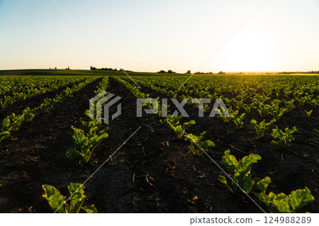 Rows of young sugar beet shoots on a sugar beet field. Young green sugar beet grows on a field in black soil. Sugar beet field in early stage 124988289