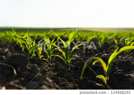 Rows of young corn shoots on a cornfield. Young green corn grows on a field in black soil. Corn maize field in early stage 124988291