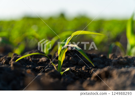 Closeup of green corn sprouts. Young corn plants. Maize seedling in agriculture farm. Backlit young maize seedling. Young cornfield with sunset. Agriculture concept. Soft focus Closeup of green corn sprouts. Young corn plants. Maize seedling in agriculture farm. Backlit young maize seedling. Young cornfield with sunset. Agriculture concept. Soft focus 124988293