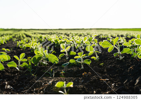 Fresh green soy plants on the field in summer. Rows of soy plants on an agricultural plantation. Selective focus Fresh green soy plants on the field in summer. Rows of soy plants on an agricultural plantation. Selective focus 124988305