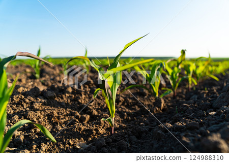 Fresh green corn plants on the field in summer. Rows of corn plants on an agricultural plantation. Selective focus 124988310