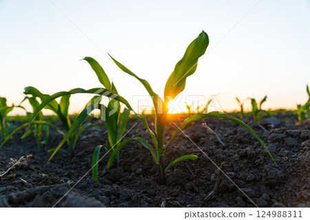 Young corn plants growing in cultivated field with sunset sun, soft focus 124988311