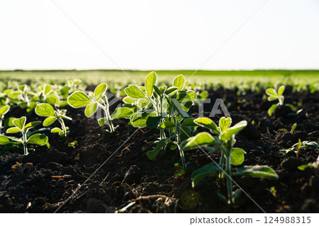 Close up green young soy plants. Small soybean plants growing in row in cultivated field. Green soya field in early stage 124988315